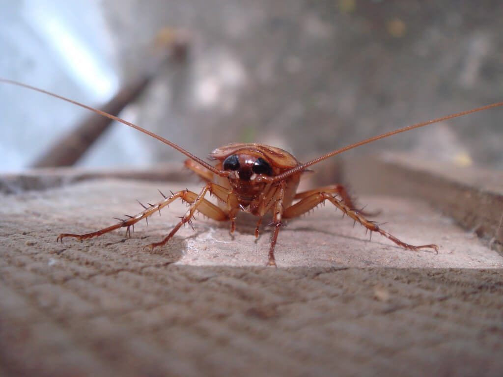 Roaches lie dead on wooden floor, Dead cockroach ,Close up face , Close up roaches
